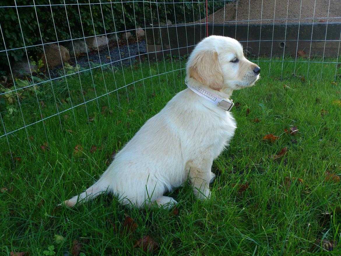 Golden retriever Luna - 8 uger :) billede 11