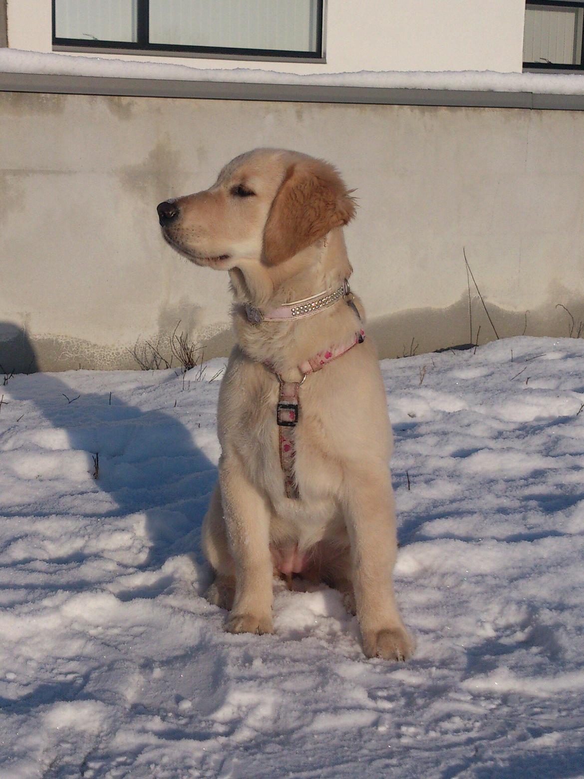 Golden retriever Luna - Smukke Luna 4,5 mdr. :) billede 15