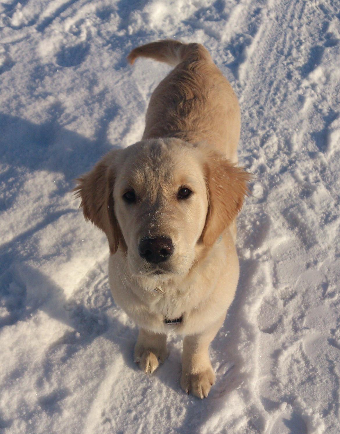 Golden retriever Luna - Smukke Luna 4,5 mdr. :)
 billede 16