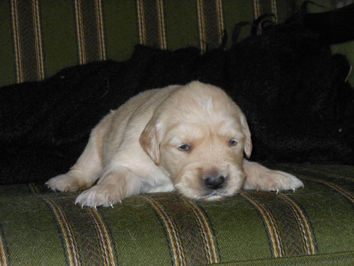 Golden retriever Luna - Luna 3 uger gammel :) billede 2