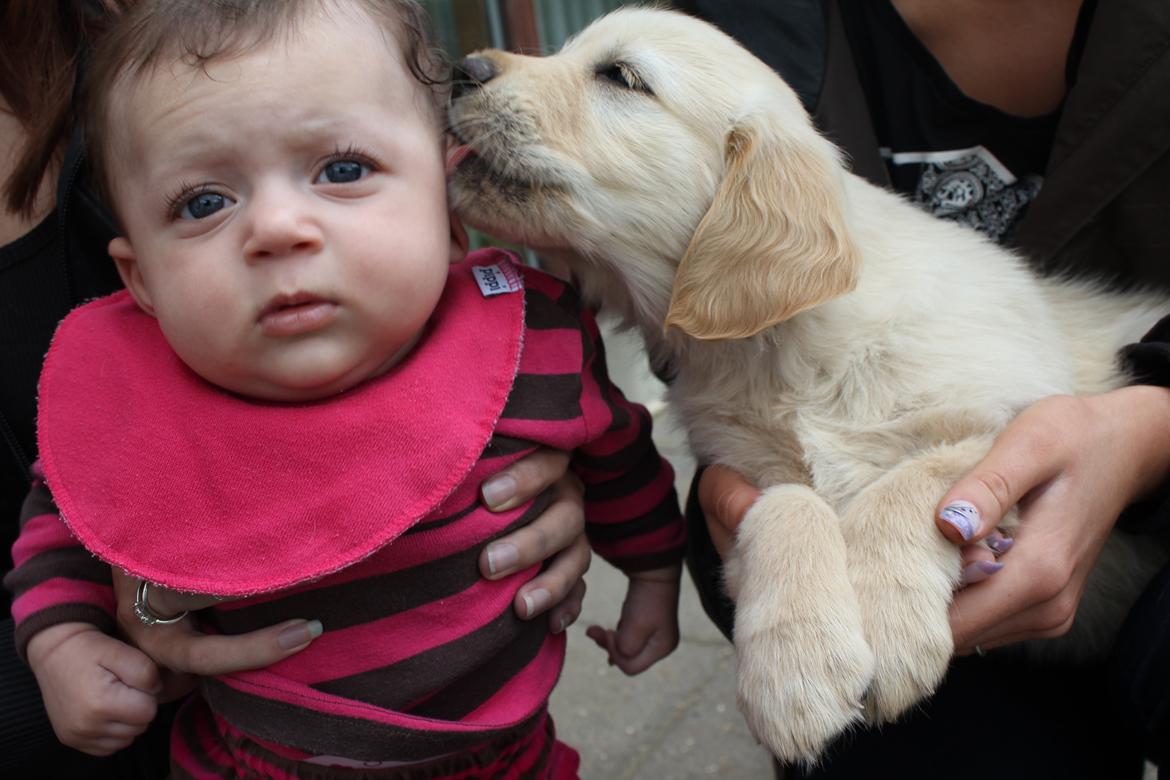 Golden retriever Luna - Luna og Smilla :) billede 5