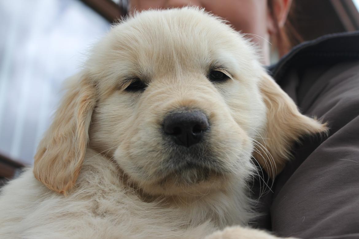 Golden retriever Luna - Luna 7 uger :) billede 6