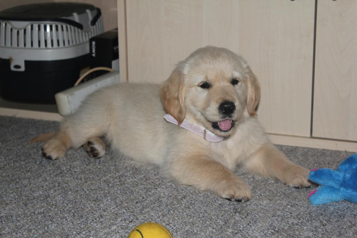 Golden retriever Luna - Luna 8 uger og lige kommet hjem :) billede 14