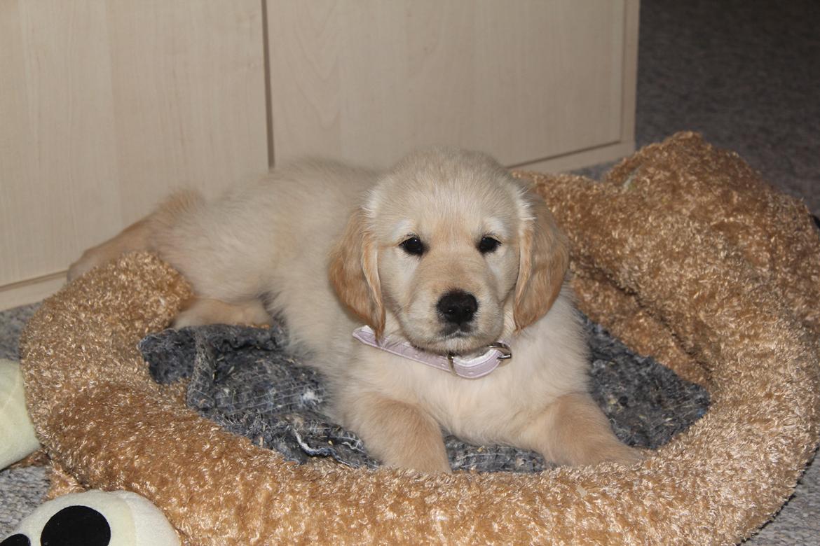 Golden retriever Luna - 8 uger :) billede 13