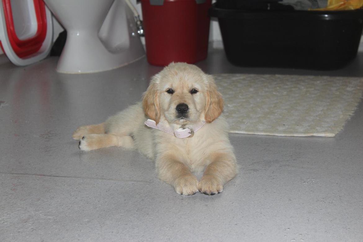 Golden retriever Luna - 10 uger :) billede 12