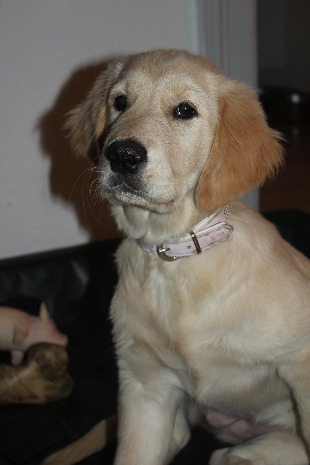 Golden retriever Luna - Luna 3½ måned :) billede 17