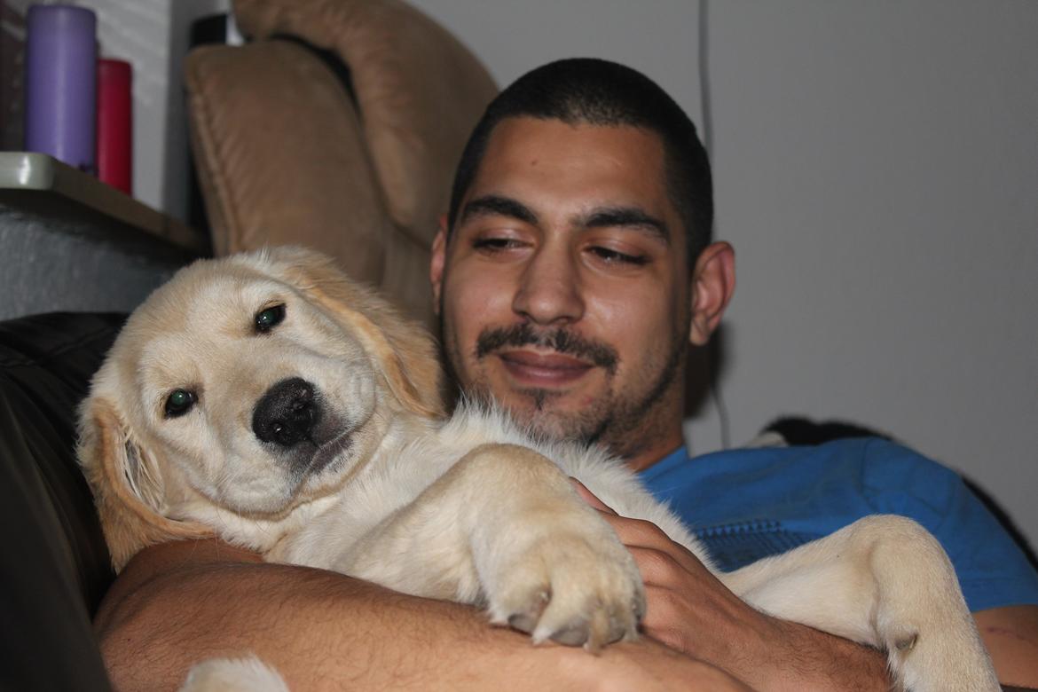 Golden retriever Luna - Ren hygge med far :) billede 18