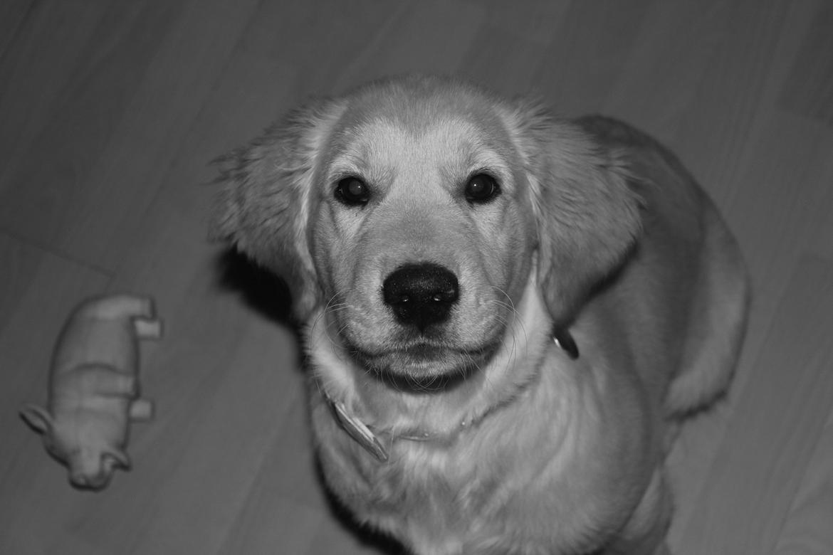 Golden retriever Luna - <3 billede 19