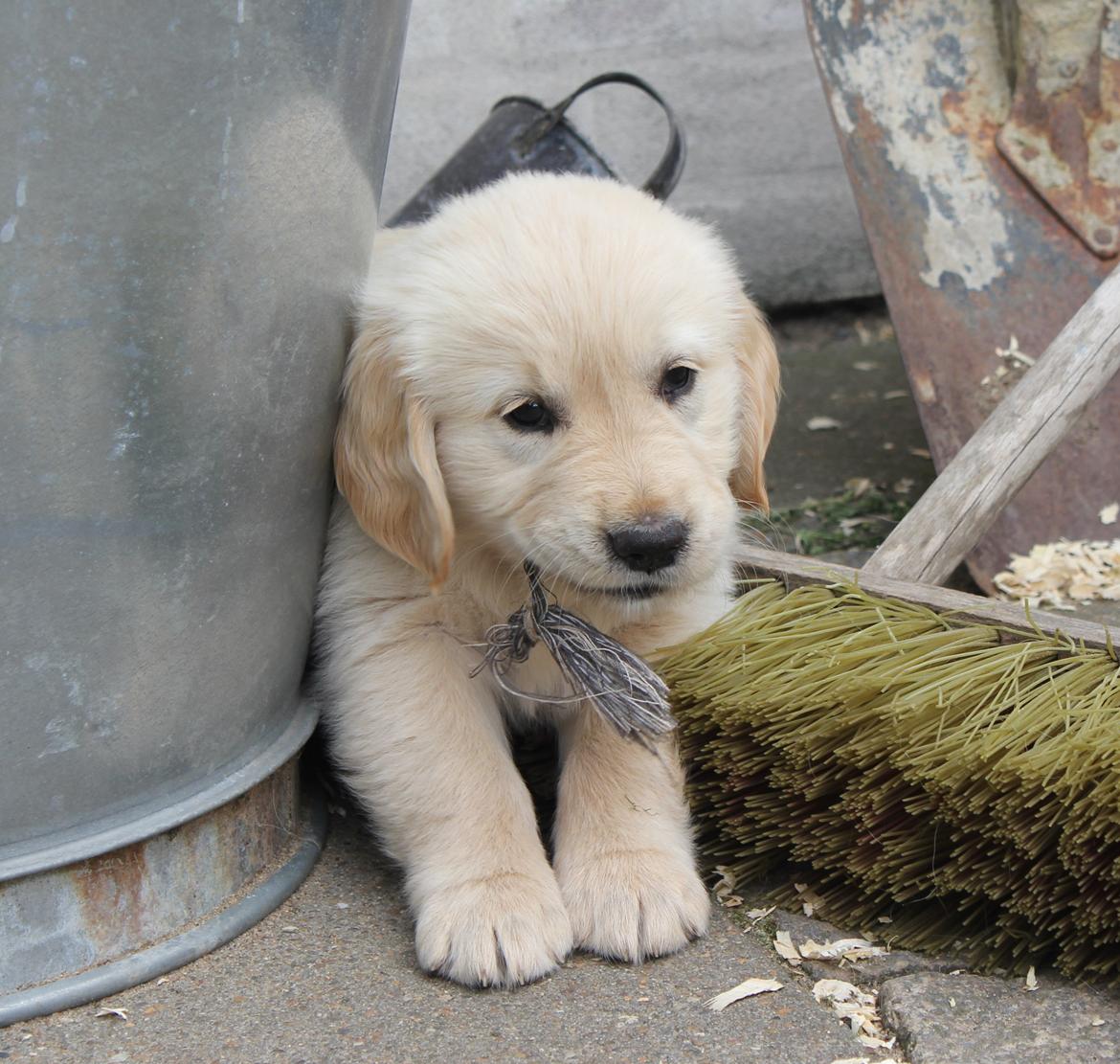 Golden retriever Luna - Velkommen til Lunas profil :) billede 1