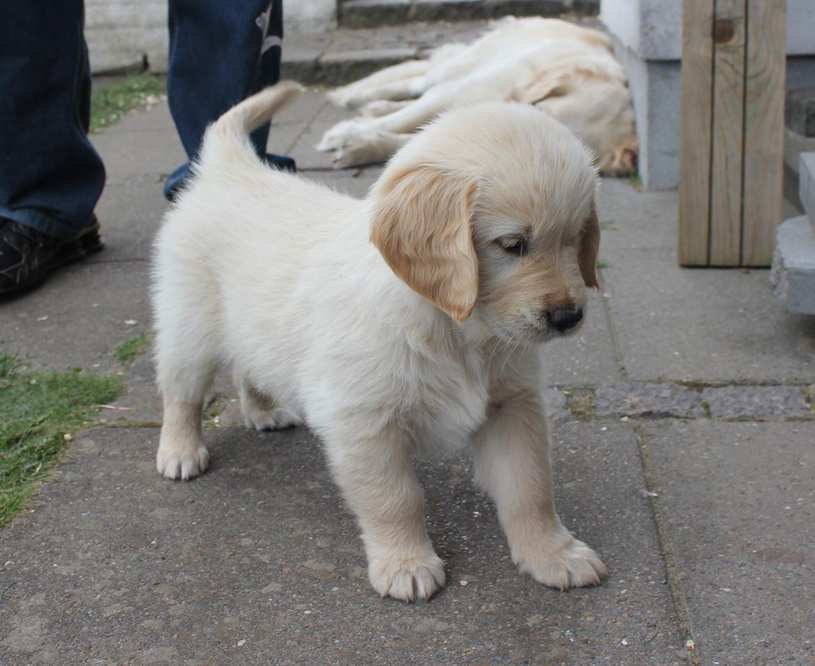 Golden retriever Luna - 7 uger :) billede 7