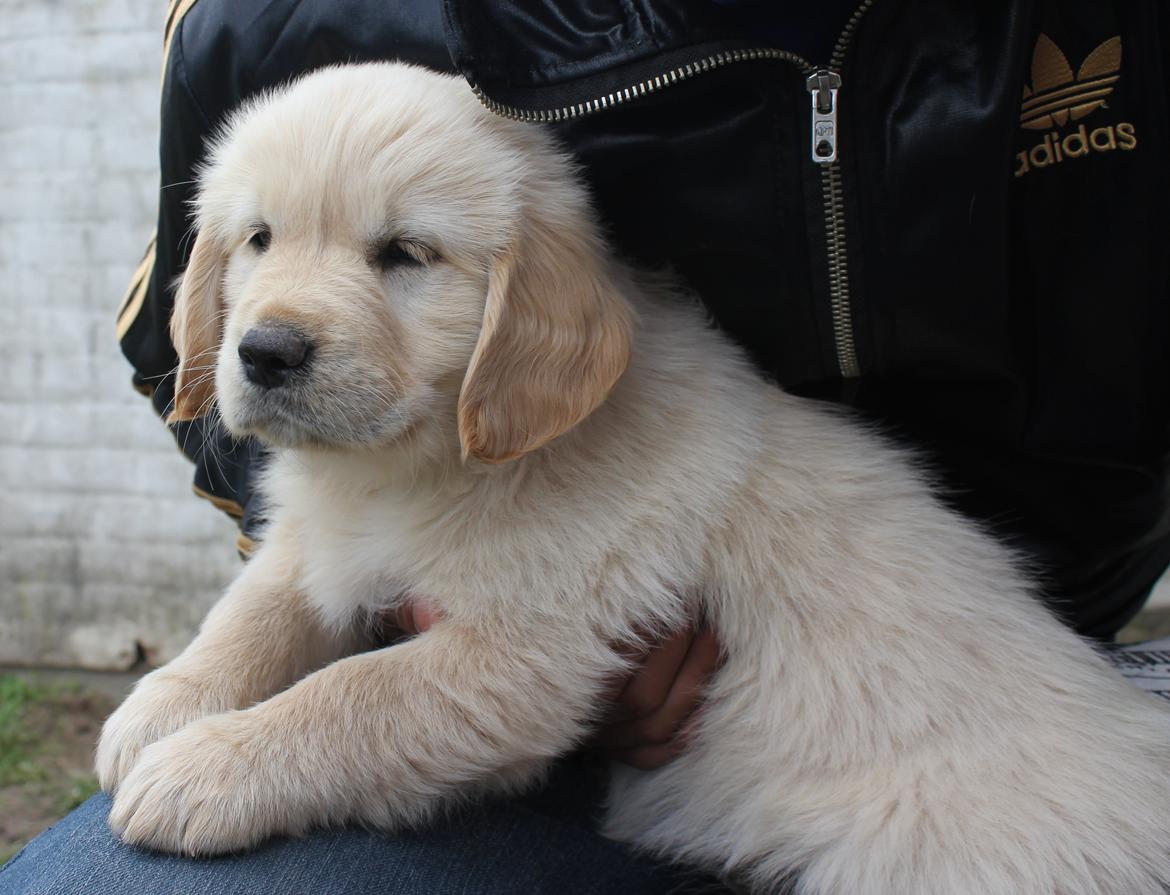 Golden retriever Luna - 7 uger :) billede 8