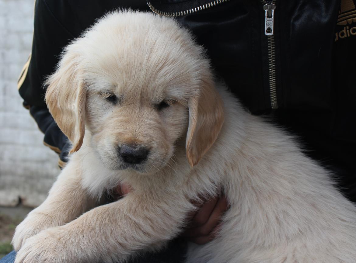 Golden retriever Luna - 7 uger :) billede 9