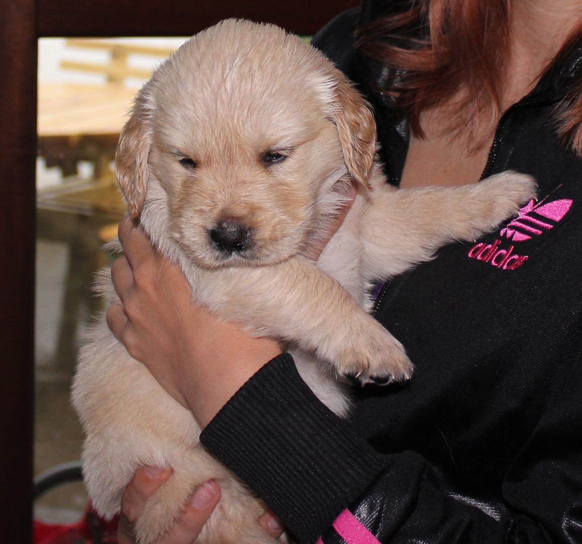 Golden retriever Luna - 5 uger :) billede 3
