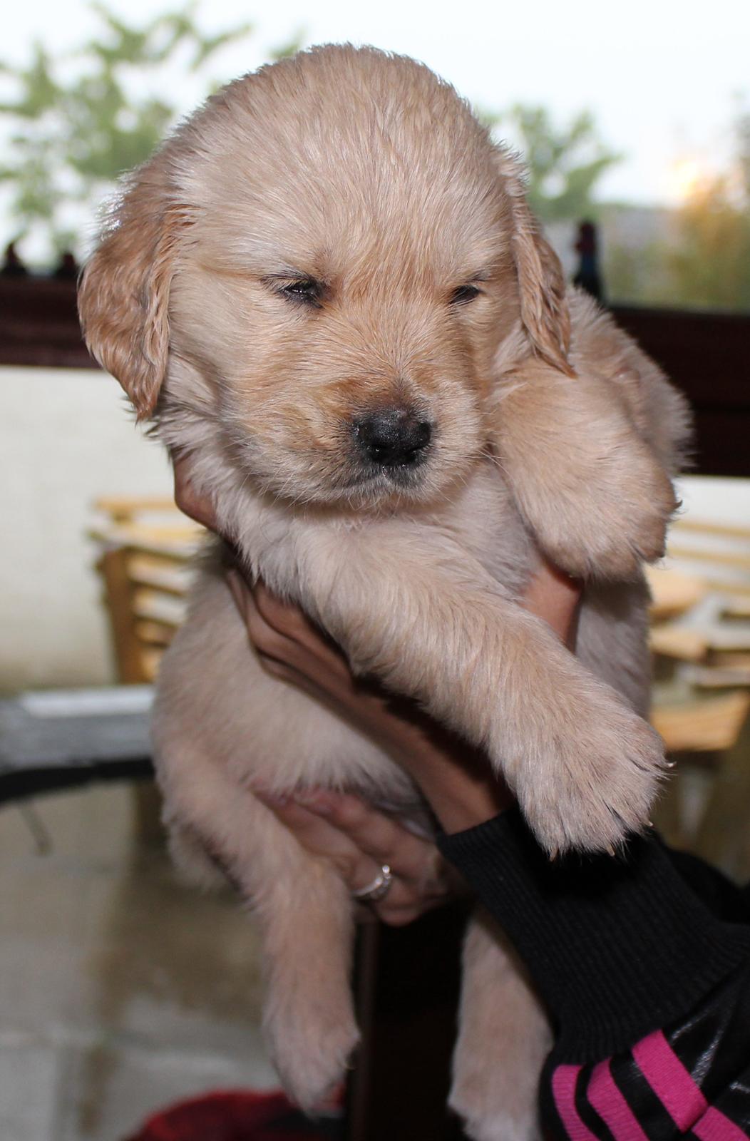 Golden retriever Luna - 5 uger :) billede 4