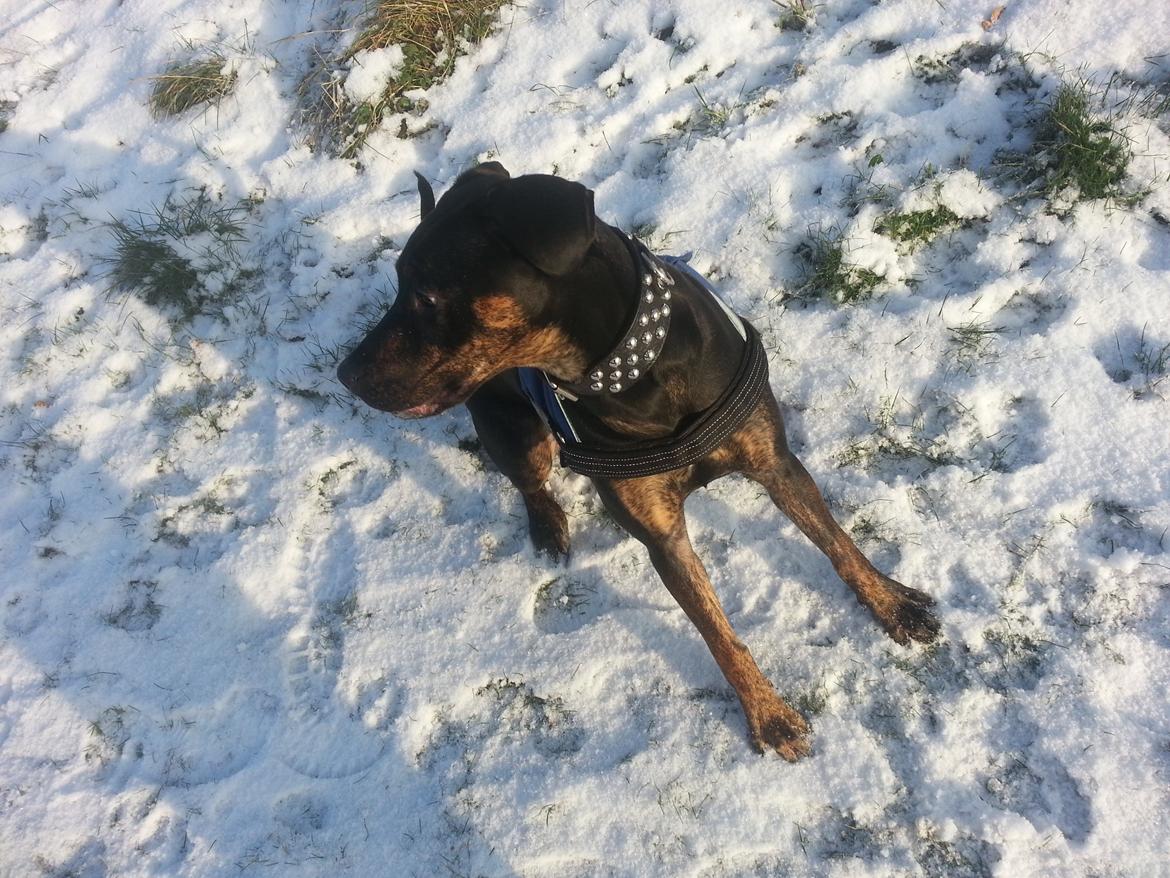 Blanding af racer Zita billede 10