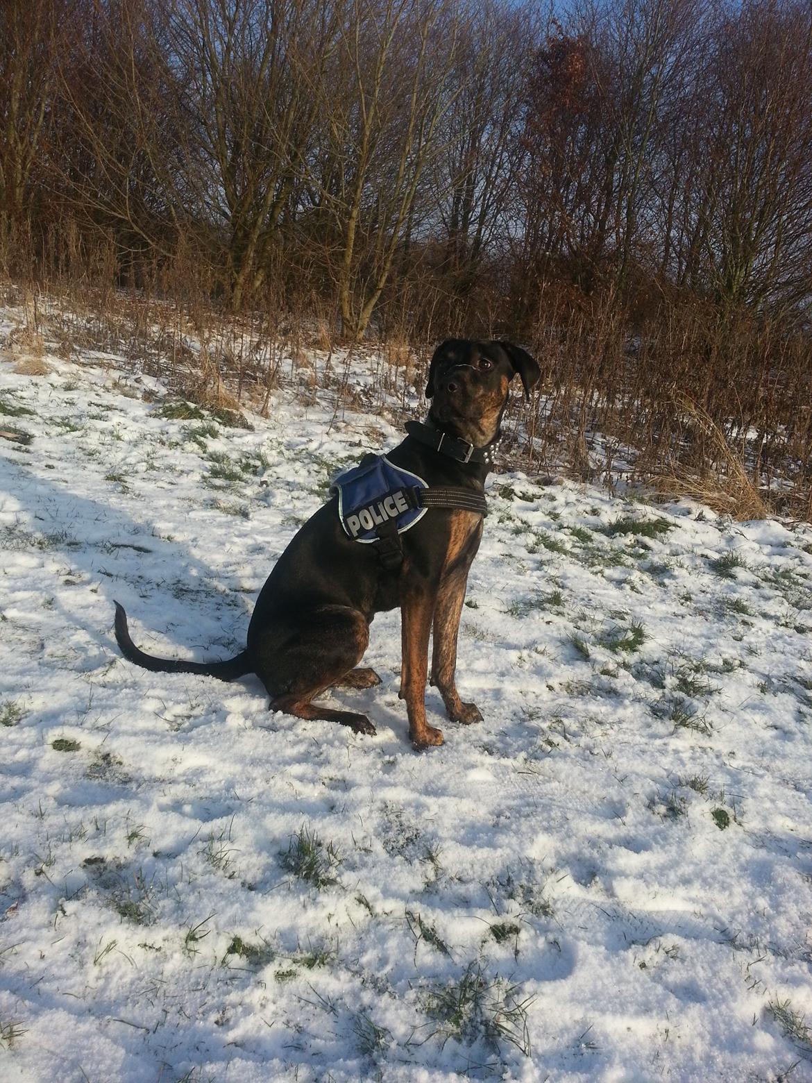 Blanding af racer Zita billede 11