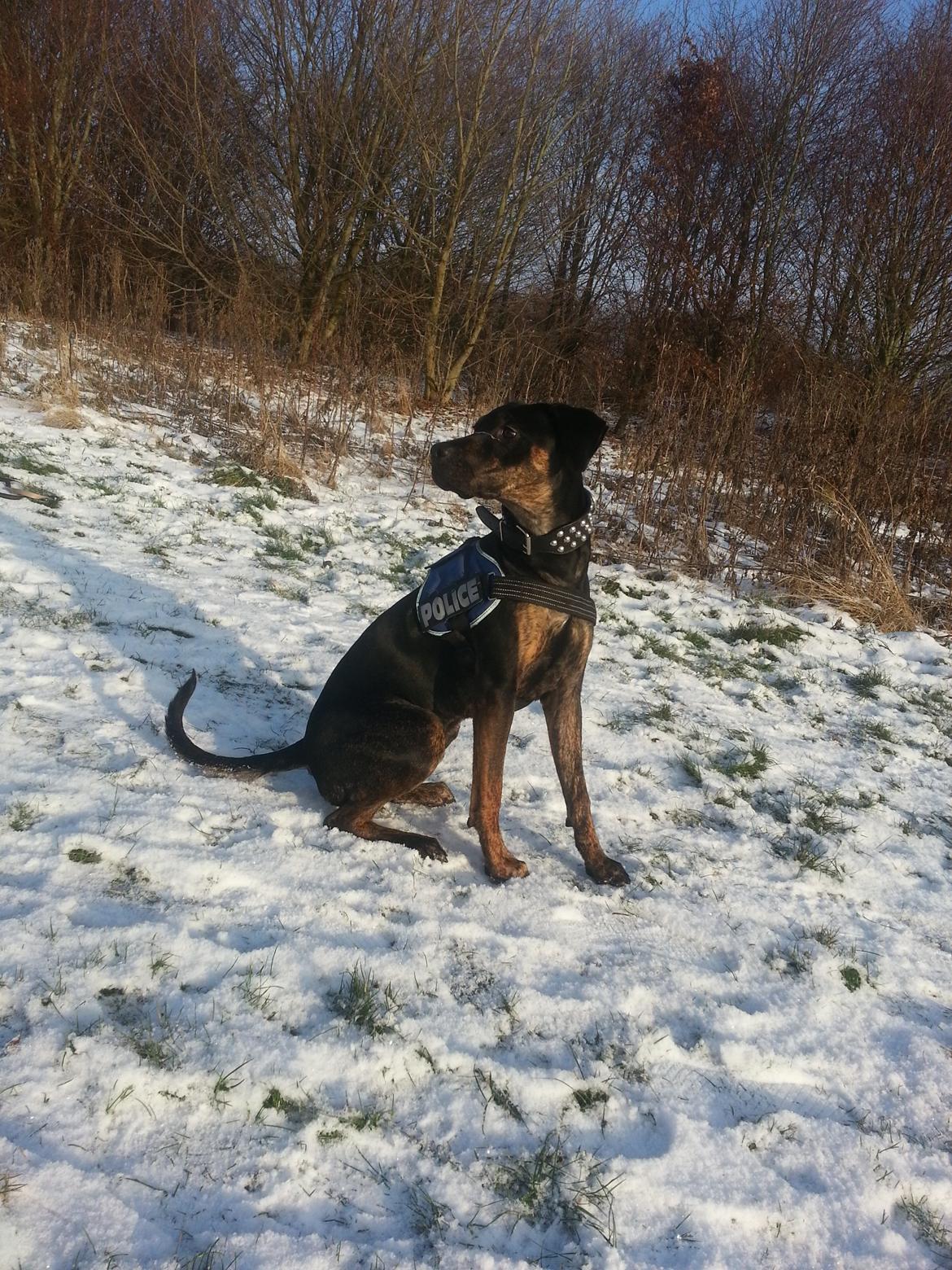 Blanding af racer Zita billede 12