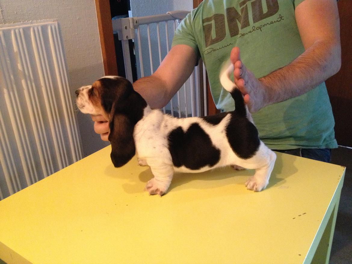 Basset hound Paddington - Her er Paddy 5 uger, og jeg var oppe og vælge ham ;) billede 4