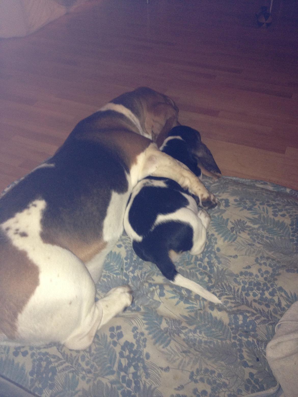 Basset hound Paddington - Man sku faktisk tro at det var os som havde placeret Dalton's ben omkring Paddy, men det havde vi altså ikke :) og ja, billedet er måske ikke kniv skarpt, men sødt så det ud billede 6