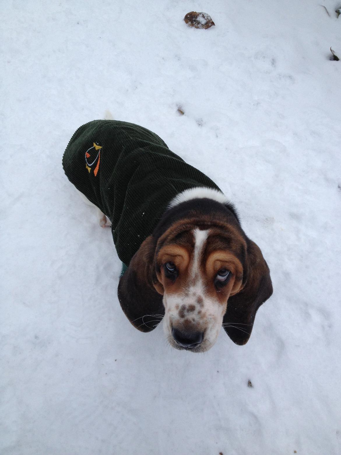 Basset hound Paddington - Paddy "skildpadde" <3 billede 7