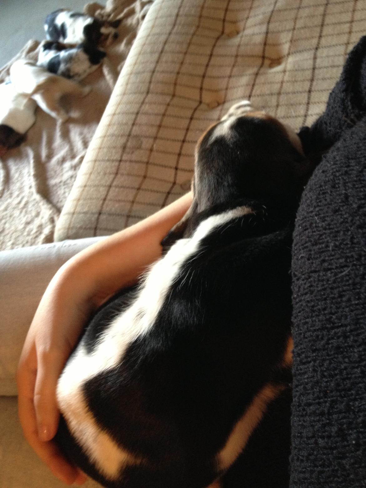 Basset hound Paddington - Paddy's specielle aftegn gjorde at jeg faldt pladask for den lille fyr 50/50 sort-hvid hals  billede 5