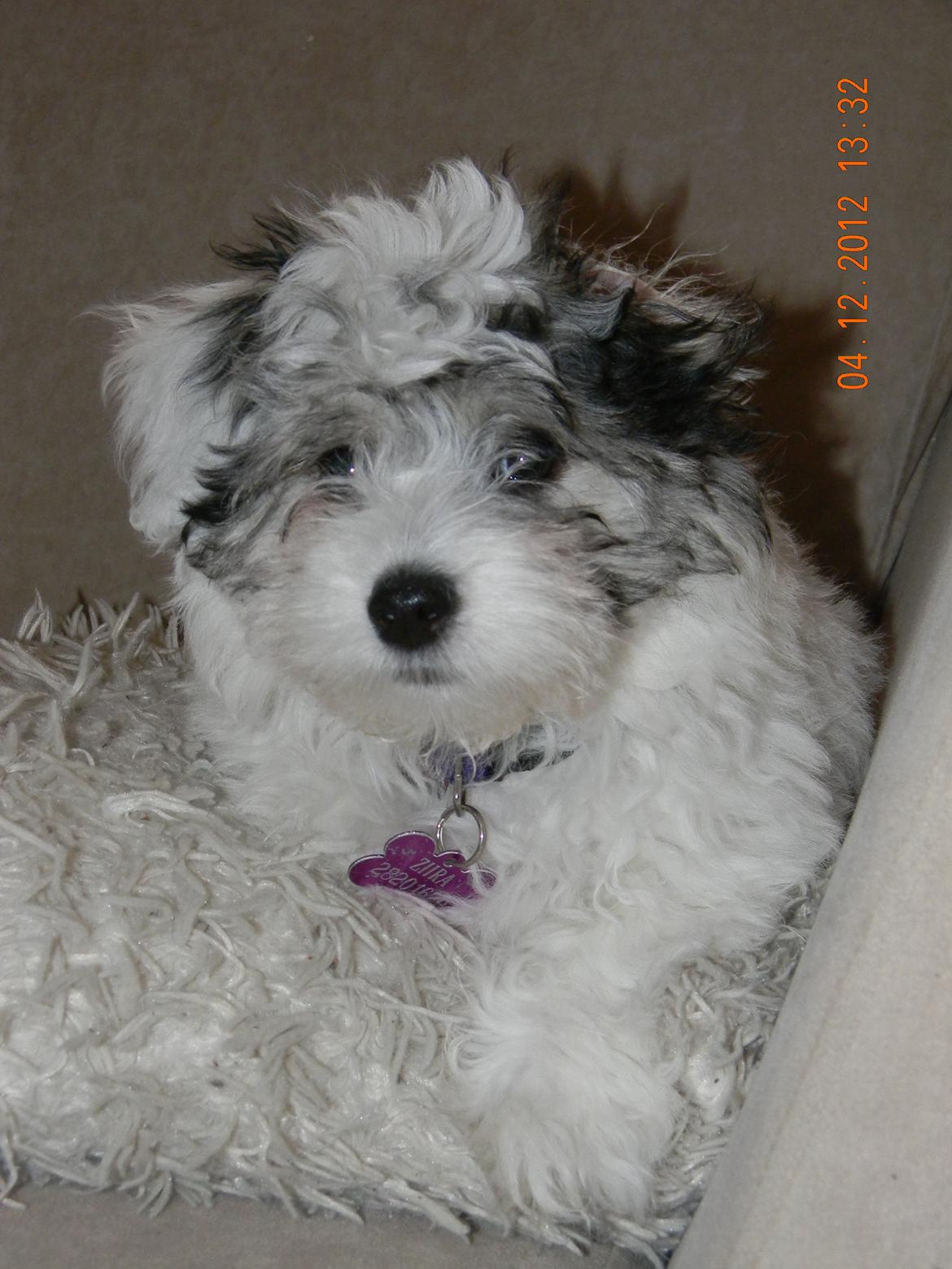 Coton de tulear Ziira billede 28