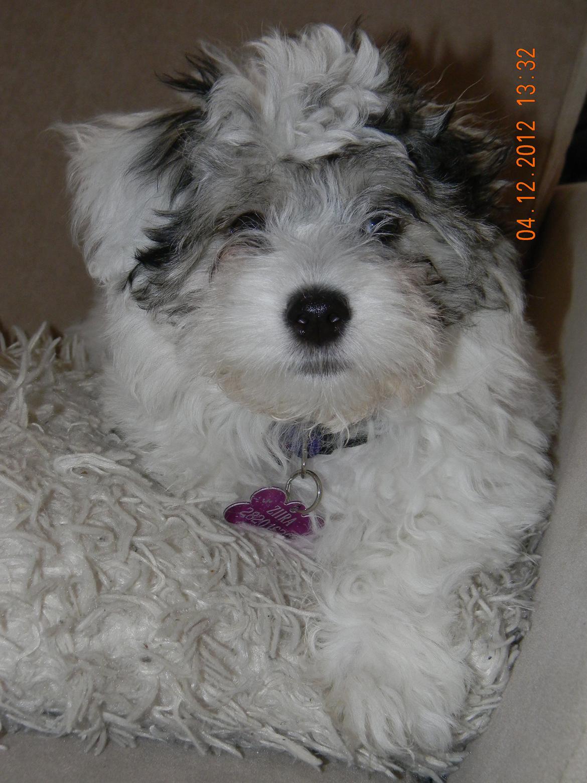 Coton de tulear Ziira billede 23