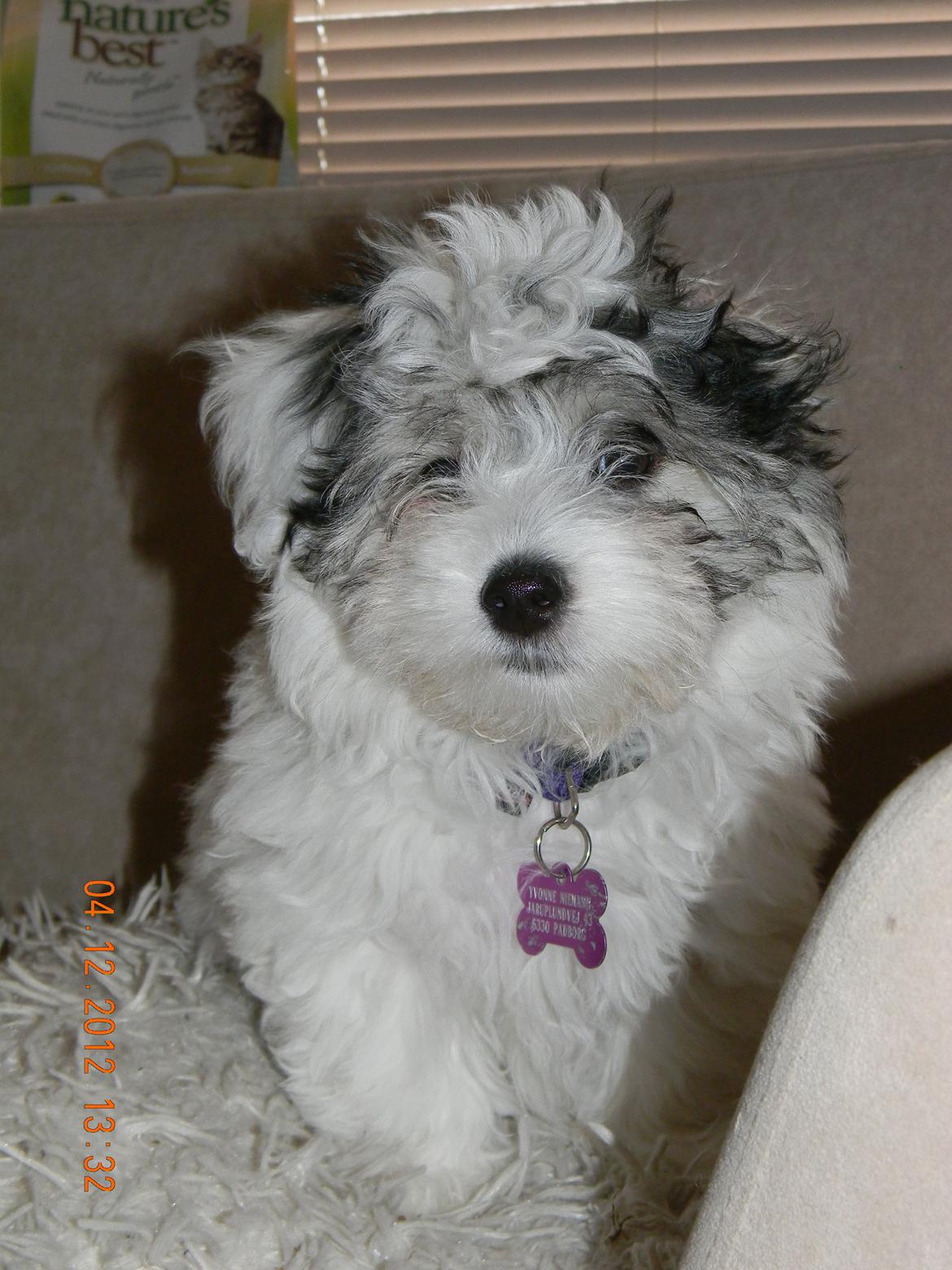 Coton de tulear Ziira billede 30