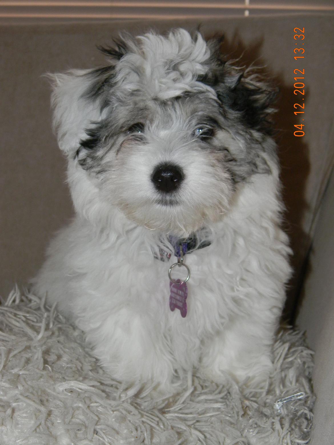 Coton de tulear Ziira billede 19