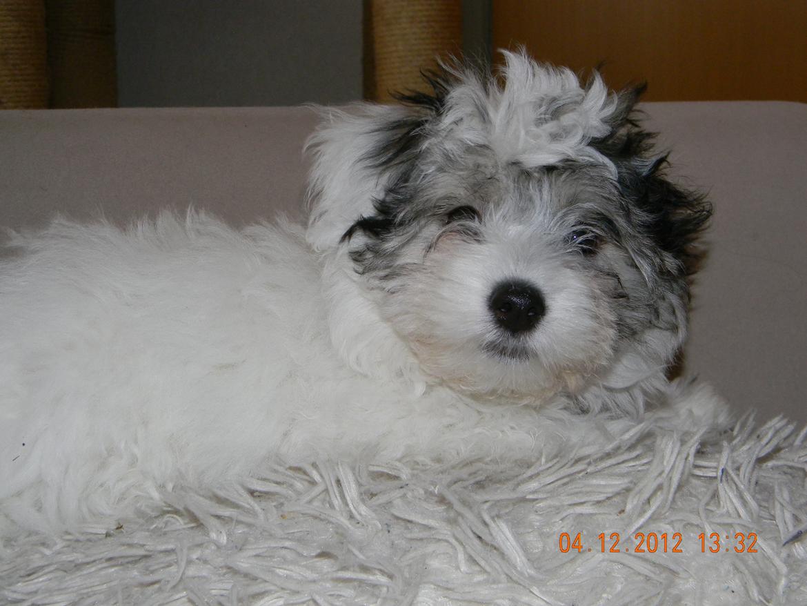 Coton de tulear Ziira billede 31