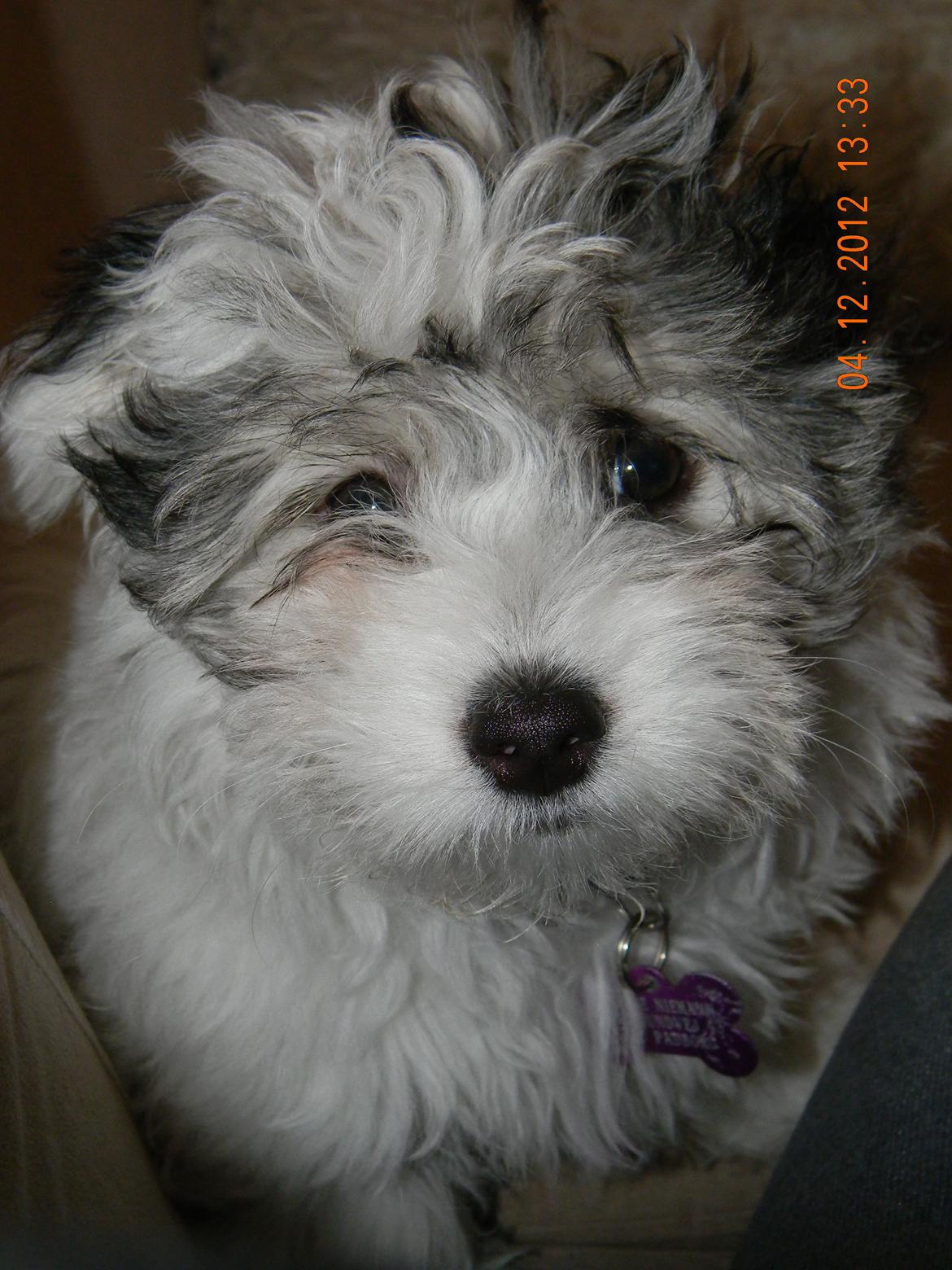 Coton de tulear Ziira billede 25