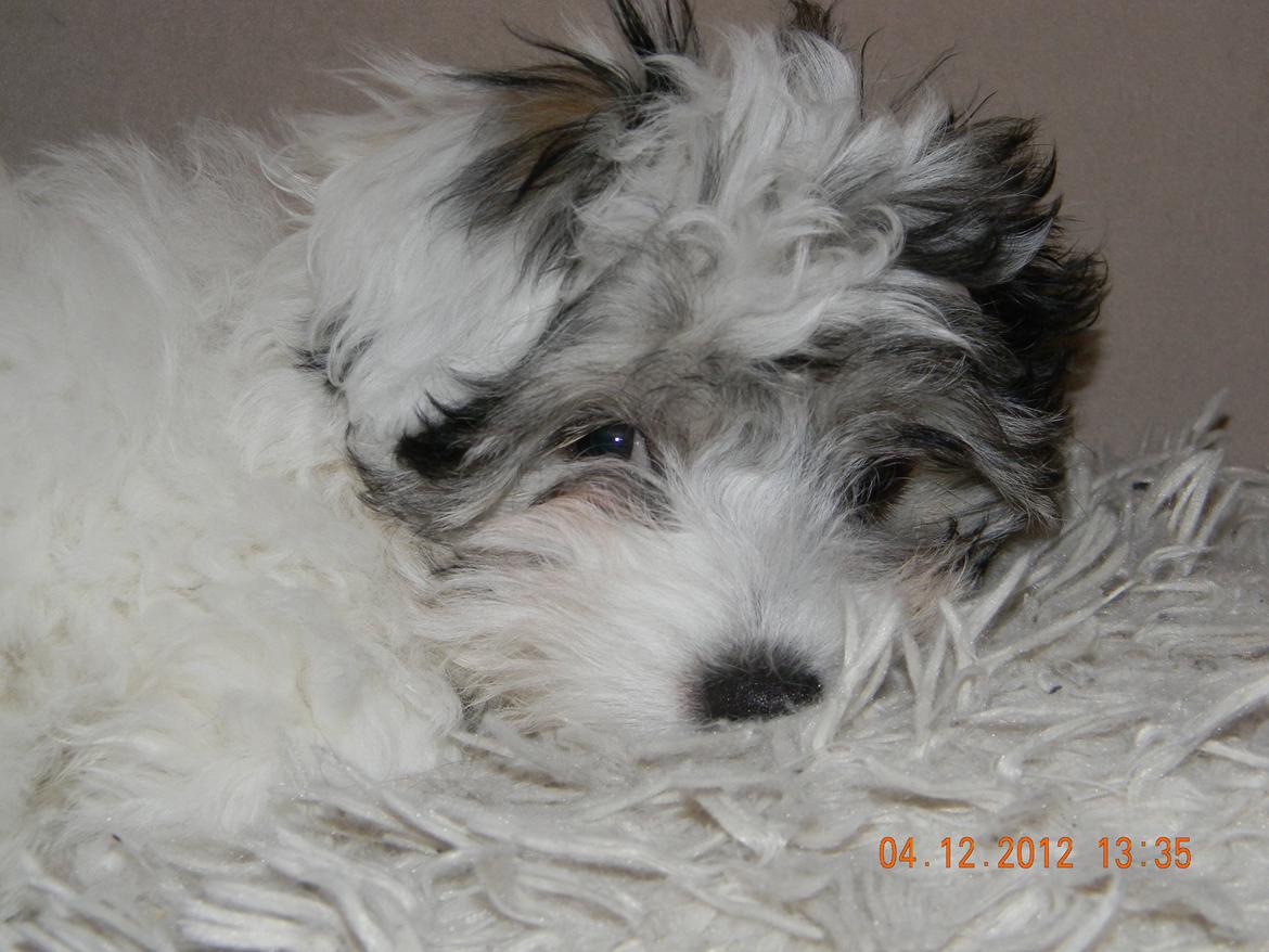 Coton de tulear Ziira billede 26
