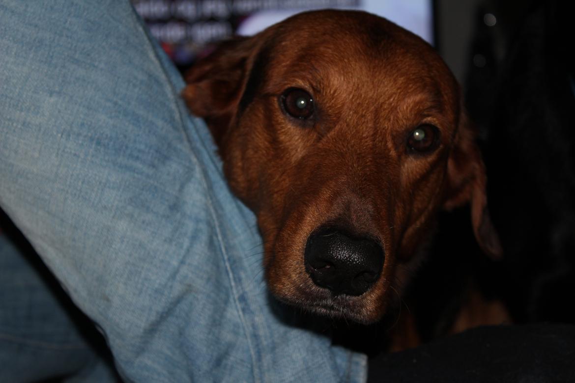 Blanding af racer | Bisse billede 21