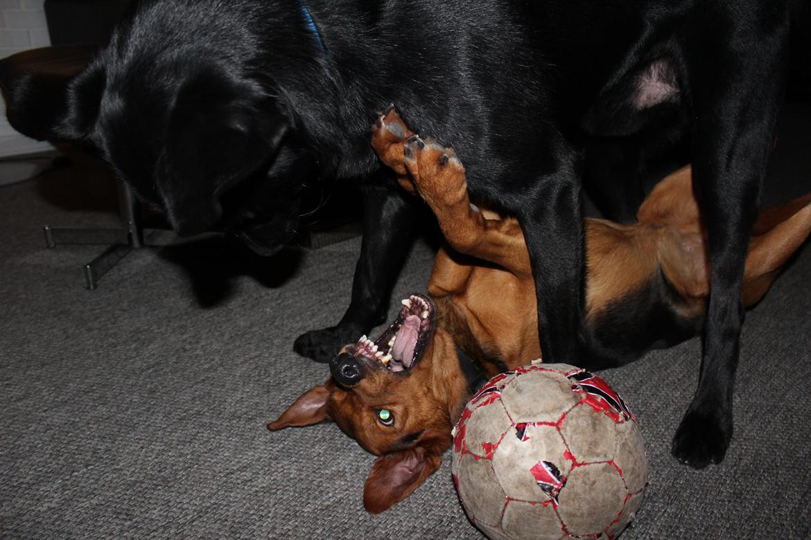 Blanding af racer | Bisse billede 9