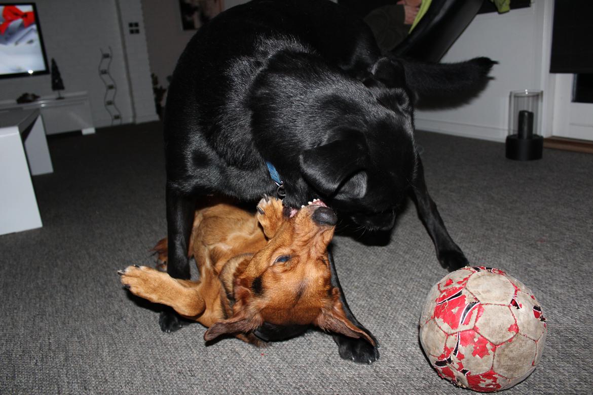 Blanding af racer | Buster billede 21