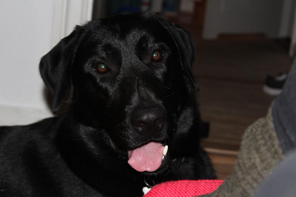 Blanding af racer | Buster billede 4