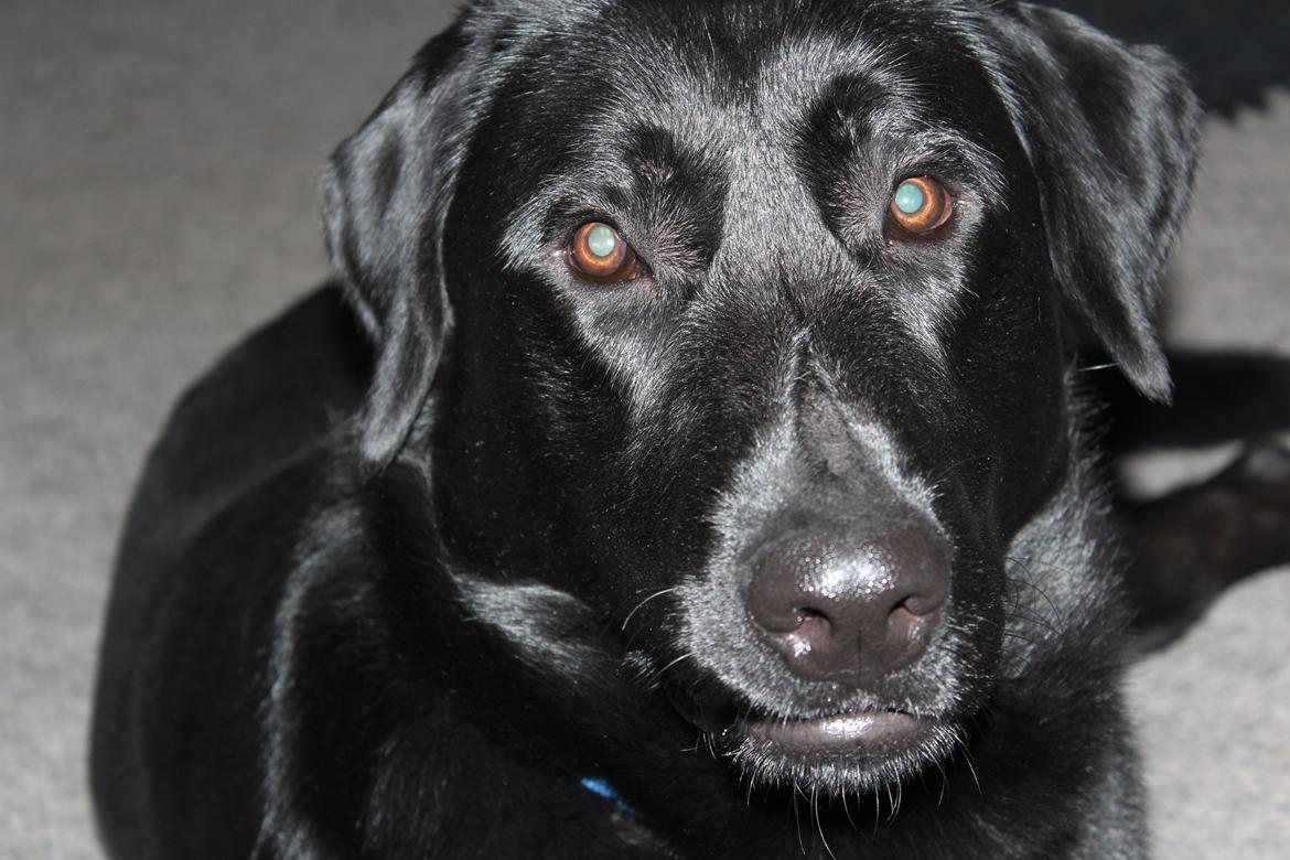 Blanding af racer | Buster billede 3