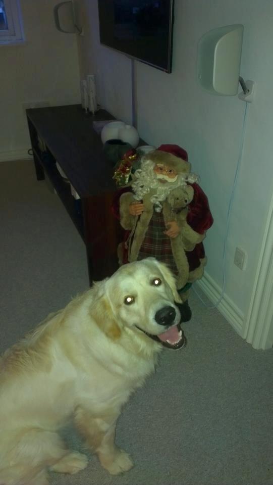 Golden retriever Tor billede 14