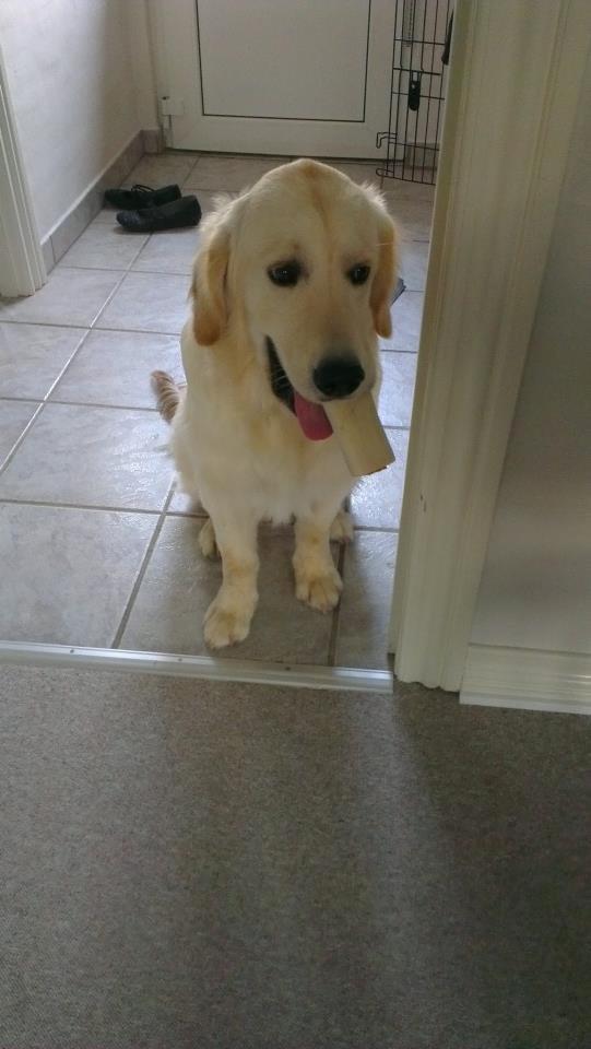 Golden retriever Tor billede 15