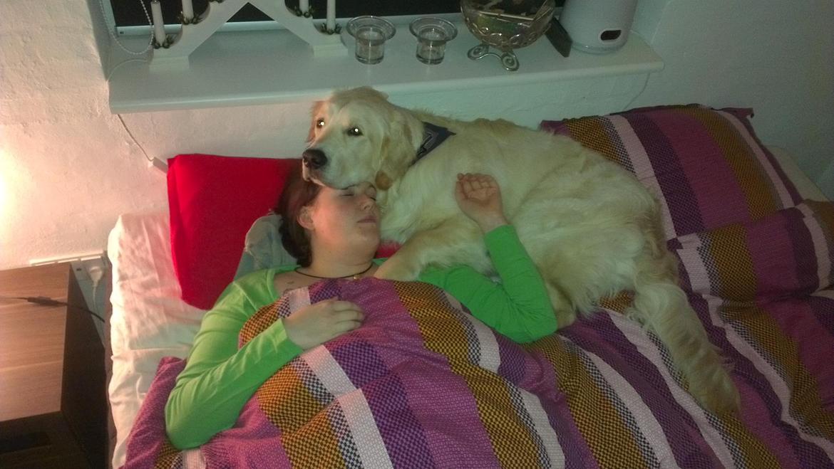 Golden retriever Tor billede 16