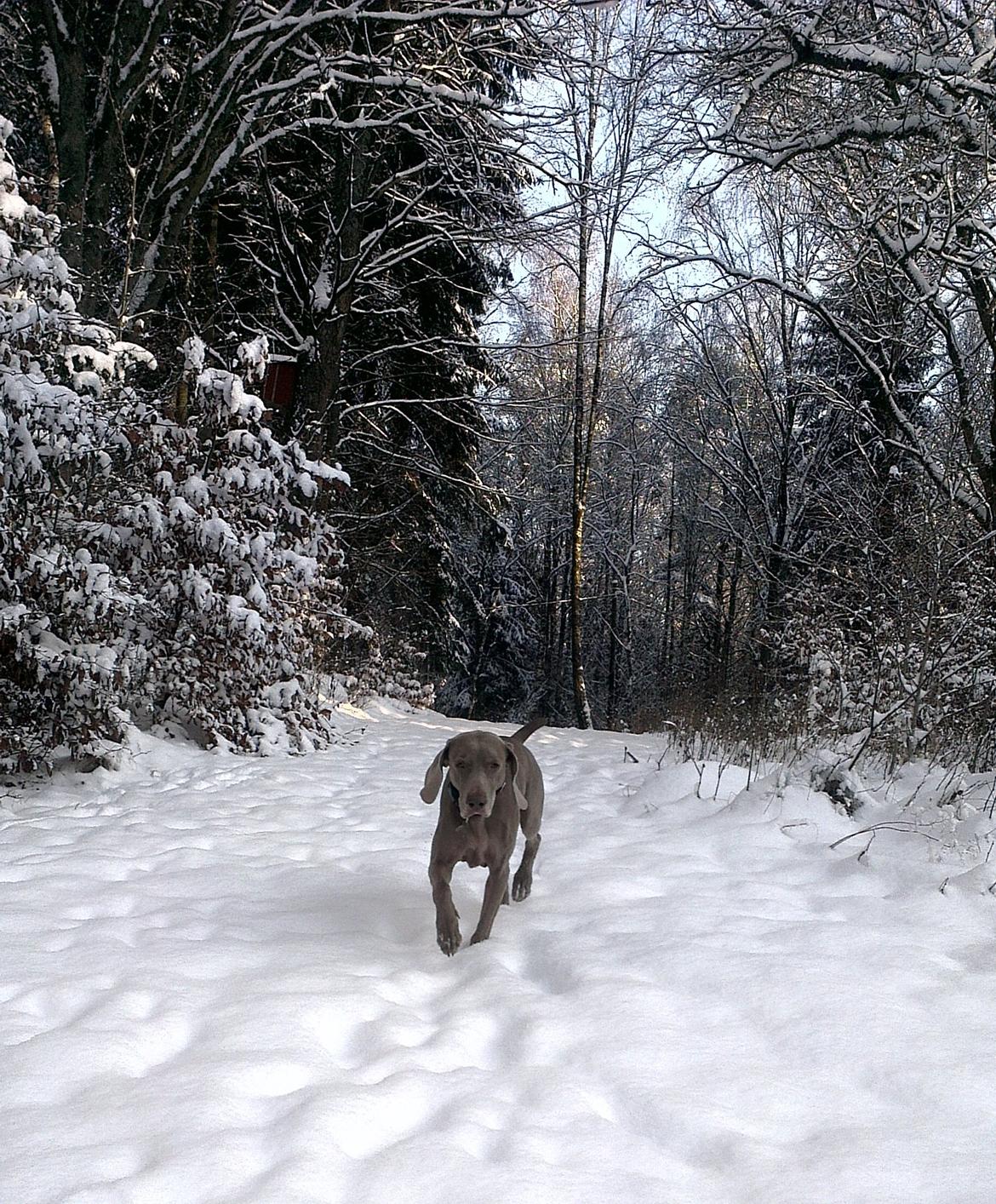 Weimaraner Natacha - December 2012  billede 20