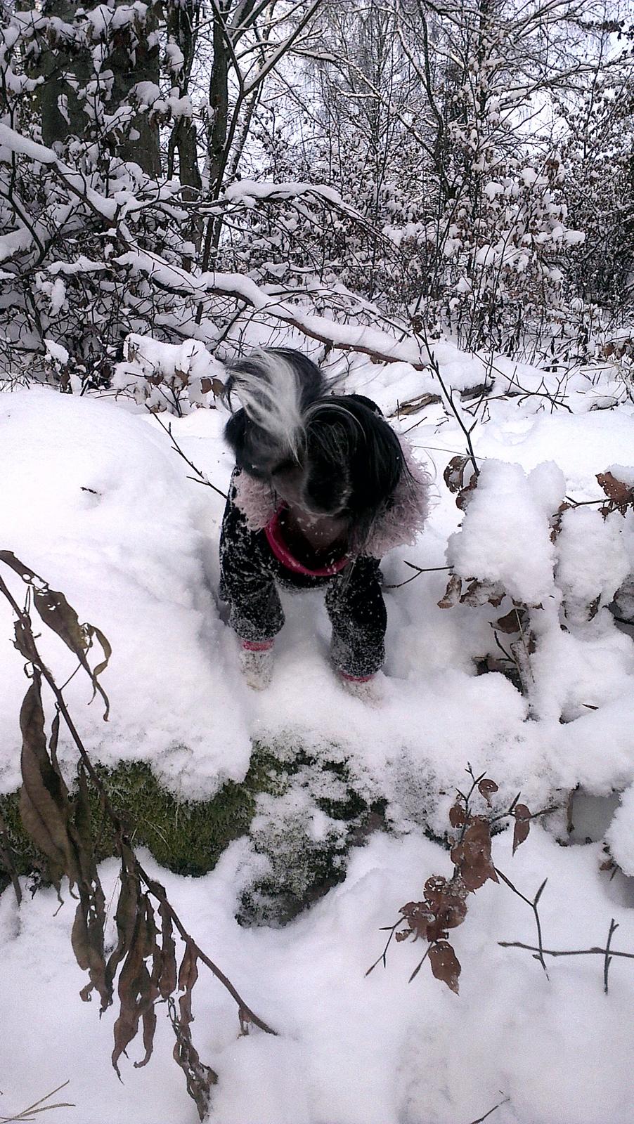 Chinese crested hårløs Akina  - januar 2013 billede 24