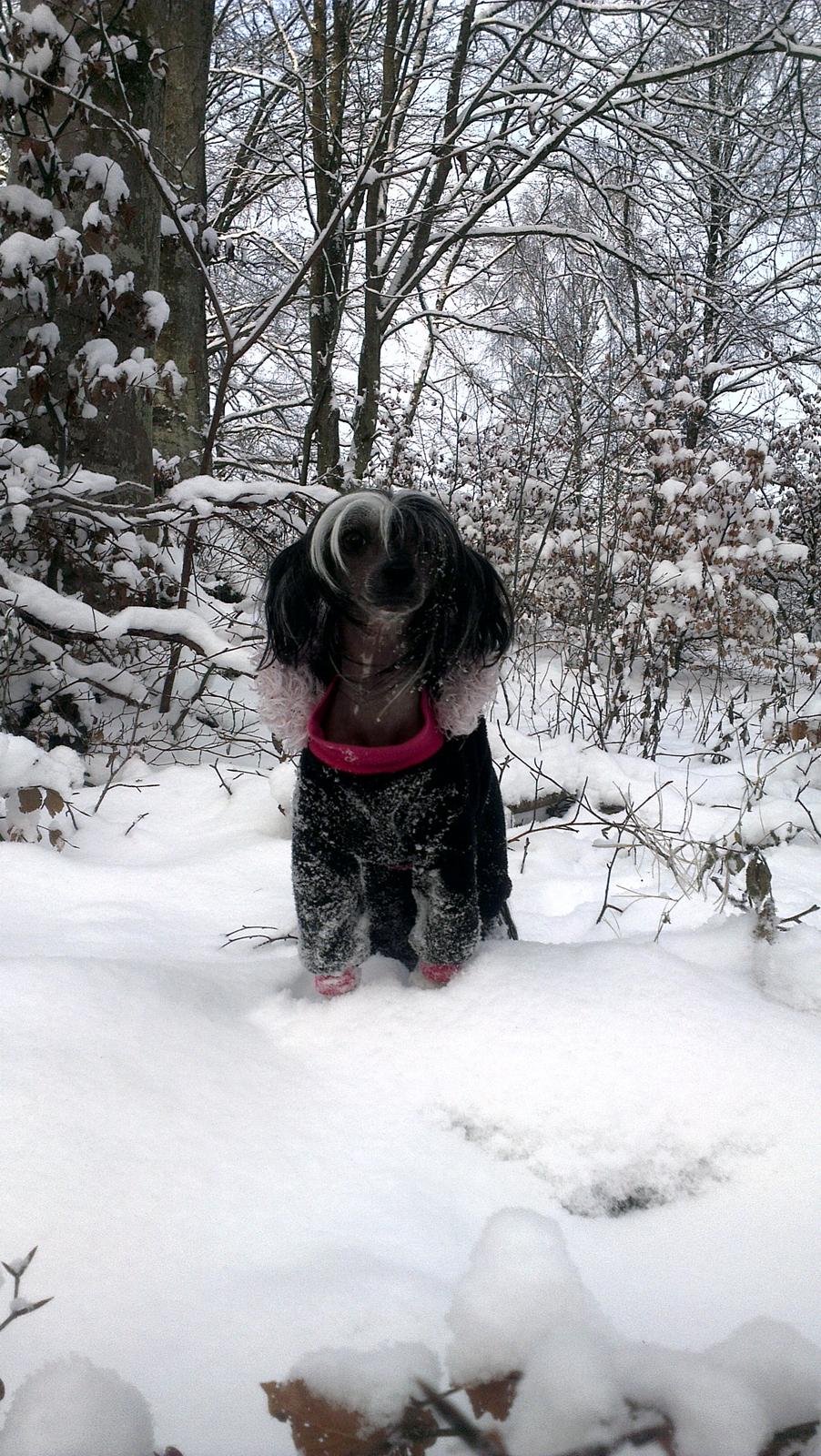 Chinese crested hårløs Akina  - Januar 2013 billede 4