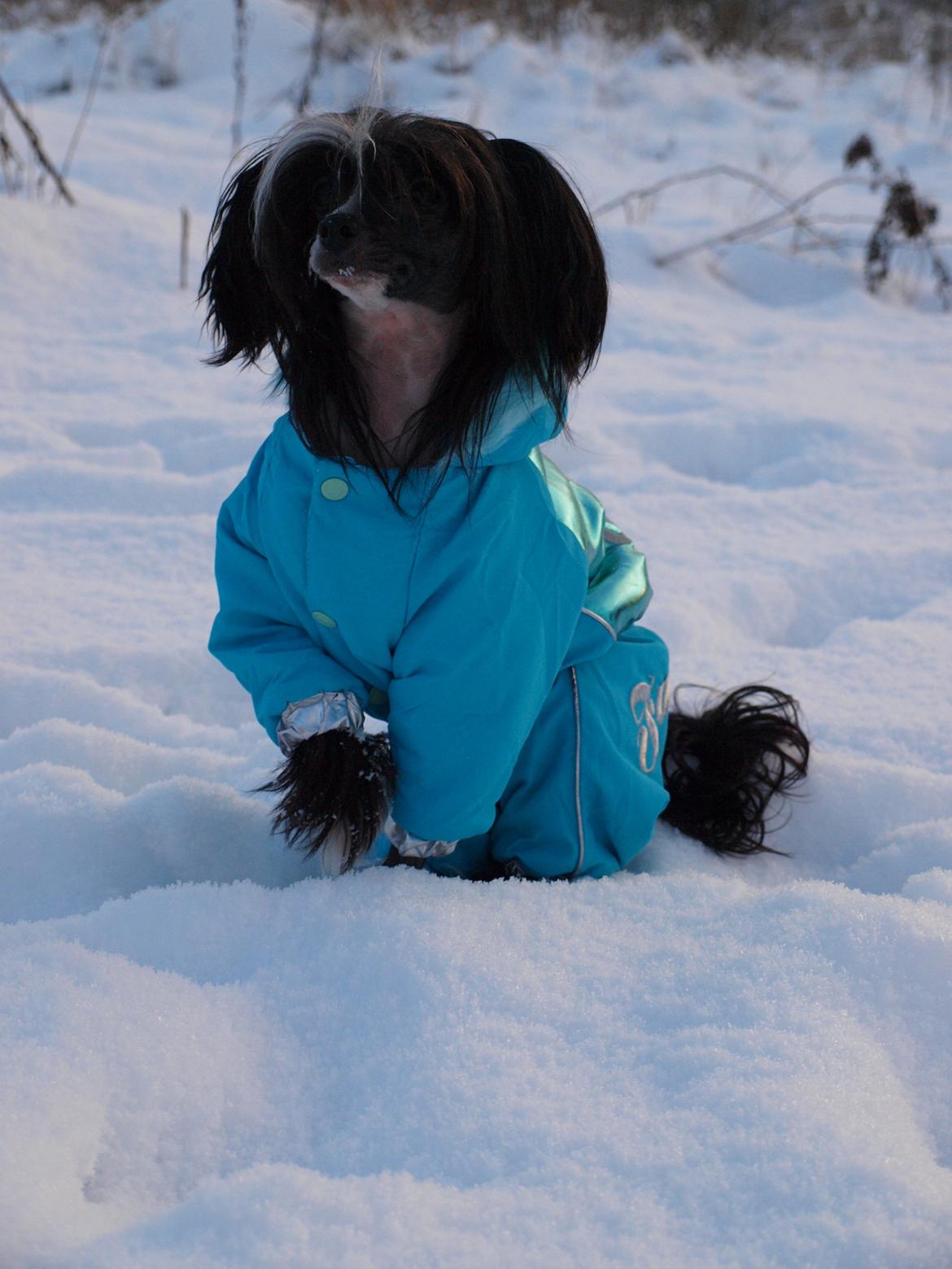 Chinese crested hårløs Misella´s Rex <3 billede 11