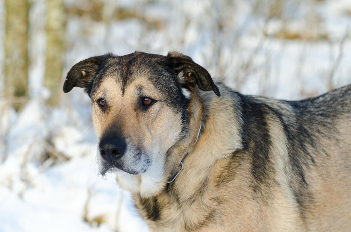 Blanding af racer | Rex *Charmetrolden* - Rex i sneen 08-12-2012 Foto: Mads Møller billede 5