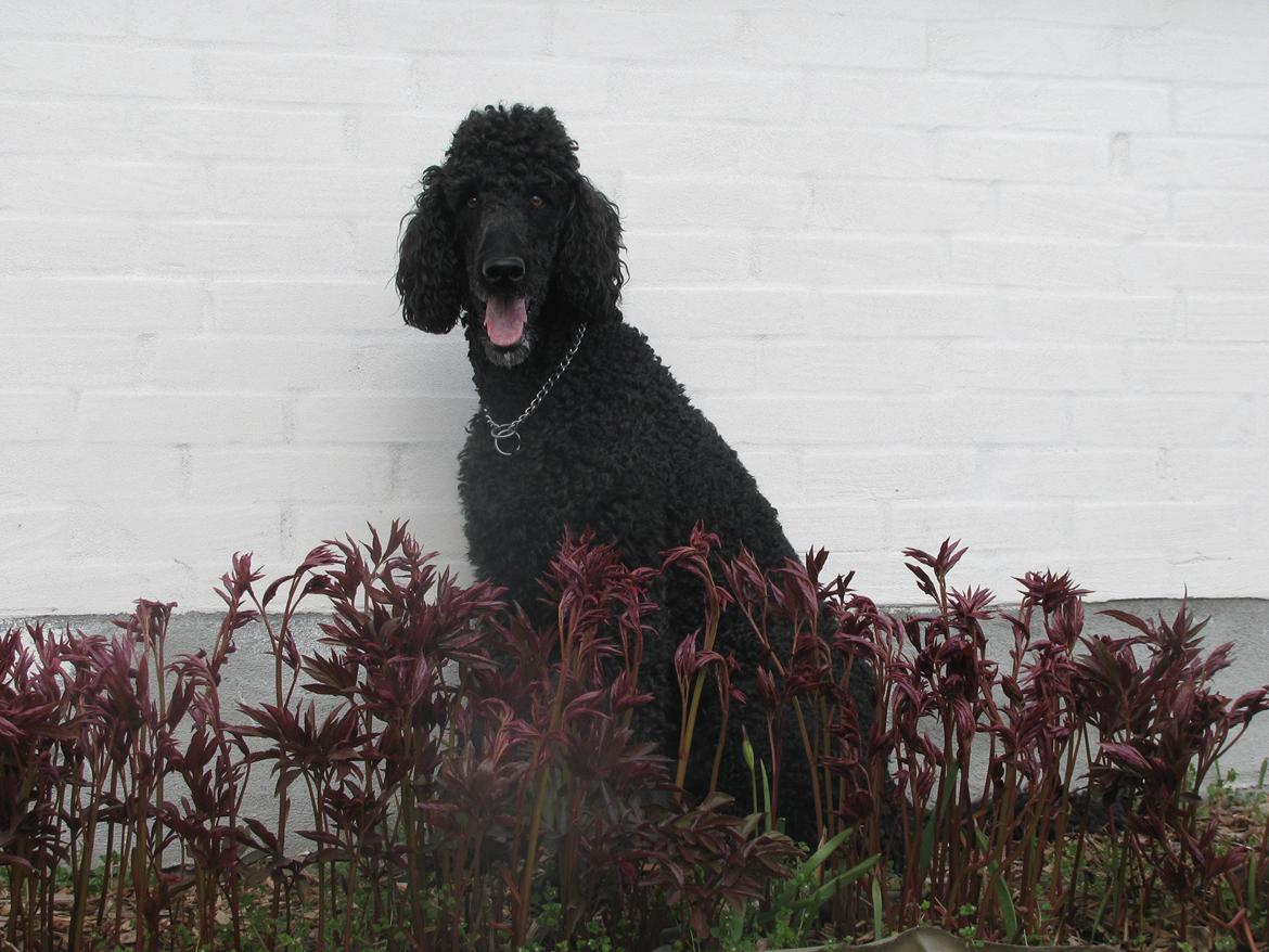 Storpuddel louie <3 billede 2