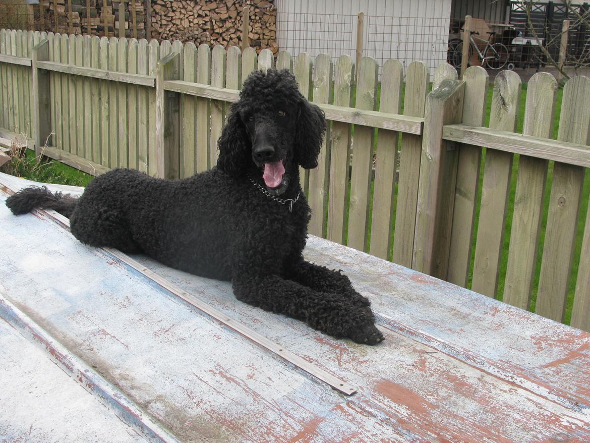 Storpuddel louie <3 billede 6