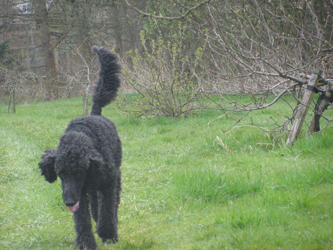 Storpuddel louie <3 billede 13