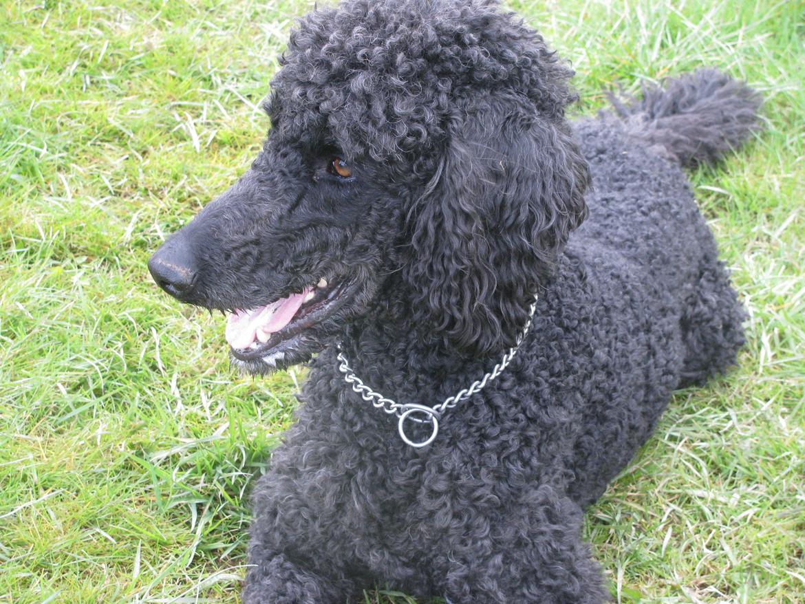 Storpuddel louie <3 billede 18