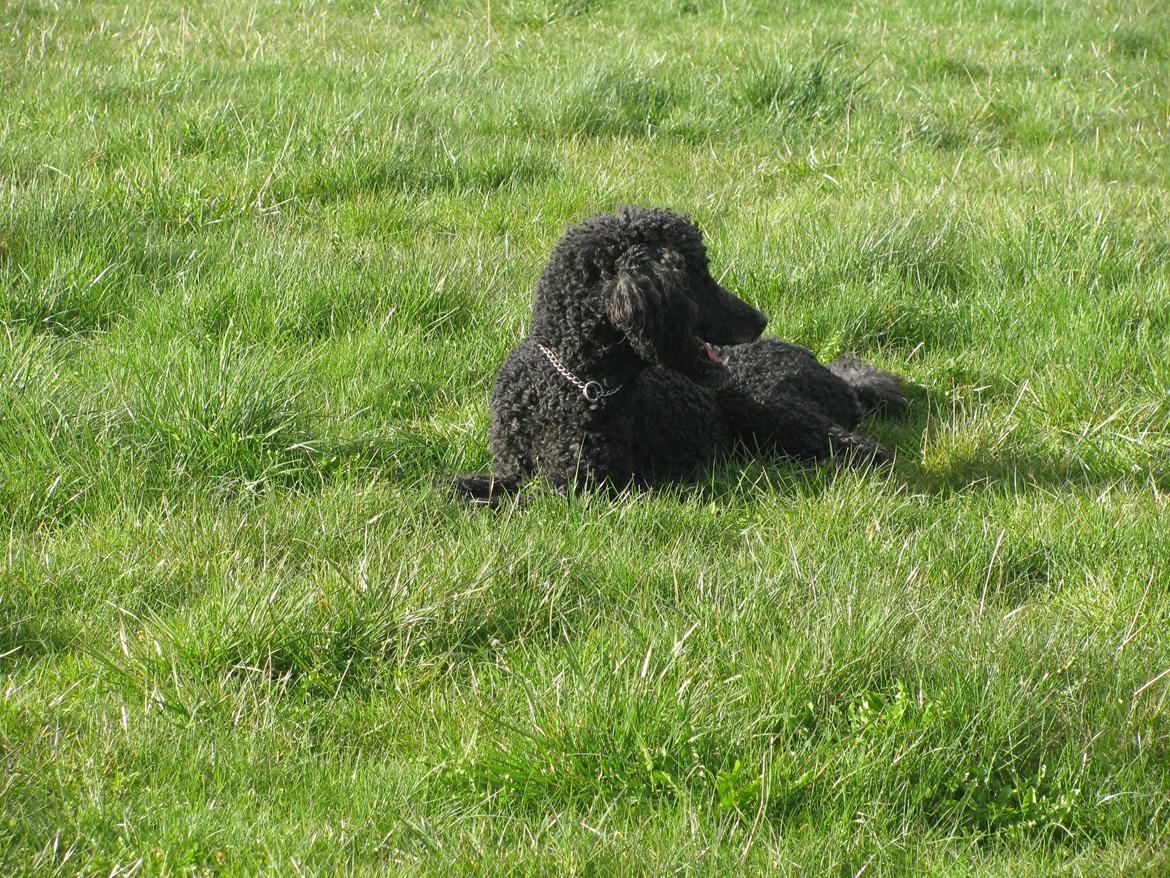 Storpuddel louie <3 billede 10